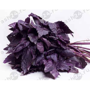 Зелень Базилик